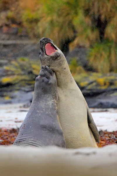 Olifant zeehonden in de natuur — Stockfoto