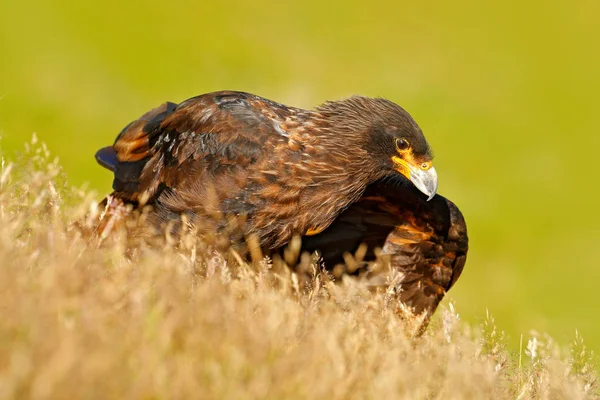 Caracara 바위에 앉아 — 스톡 사진