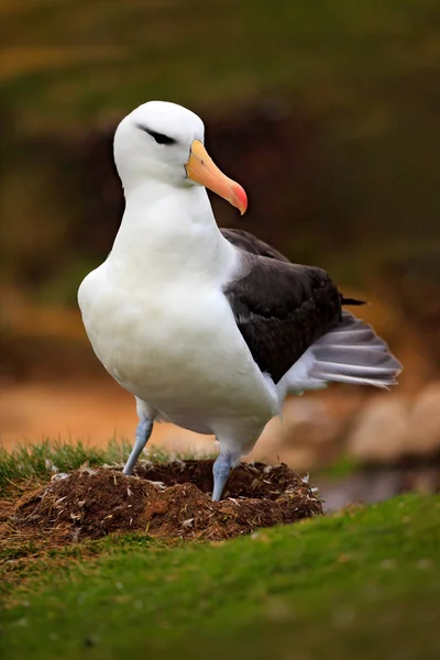 Albatrosz ült a sziklán — Stock Fotó