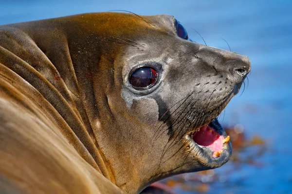 Big sea animal with open mouth — Stock Photo, Image