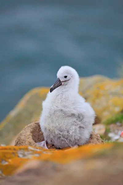 Kleine albatross in nest — Stockfoto