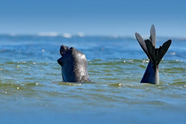 Grande animal marinho com boca aberta — Fotografia de Stock