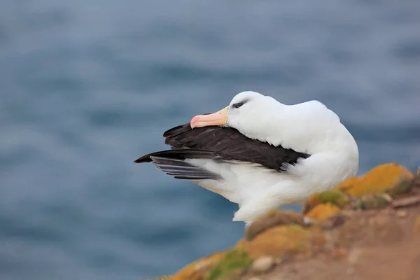 Albatross sittande på klippa — Stockfoto