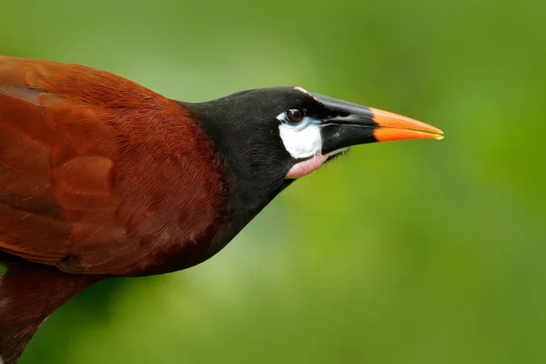 Portret van exotische vogels uit Costa Rica — Stockfoto