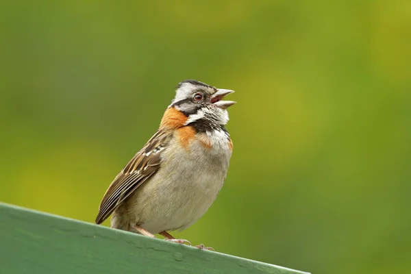 Exotic bird from Costa Rica