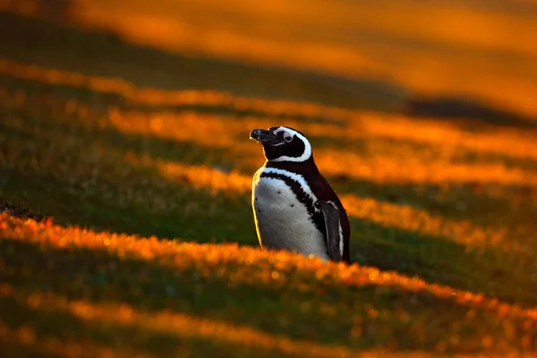 Kvällsljus med pingvin — Stockfoto