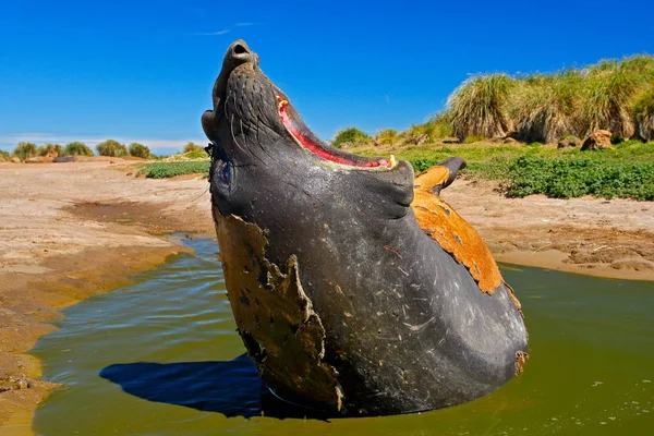 Grande animal marinho com boca aberta — Fotografia de Stock