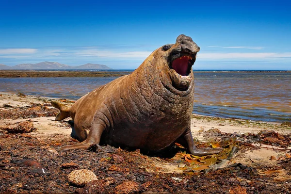 Gran animal marino con la boca abierta — Foto de Stock