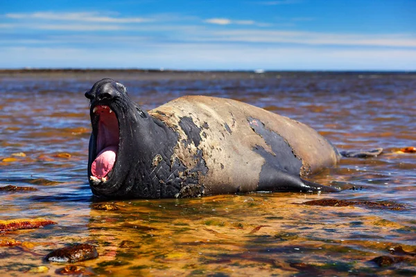 Big sea animal with open mouth