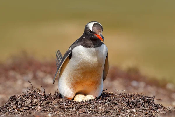 İki yumurta olan penguen — Stok fotoğraf
