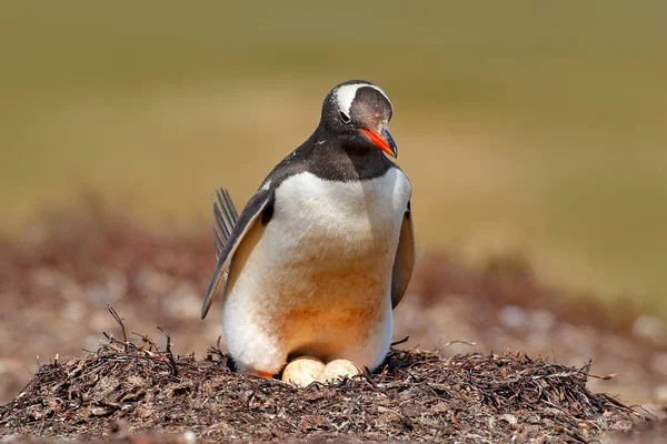 ペンギンと卵 2 個 — ストック写真