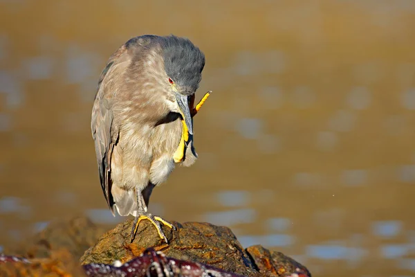 Водяная птица сидит на скале — стоковое фото