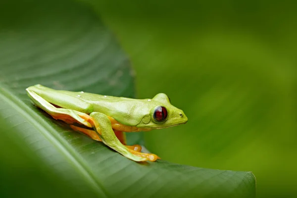 Frog sitting on leaves Stock Picture