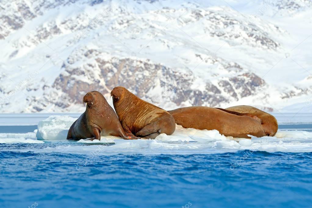 Large flippered marine mammals
