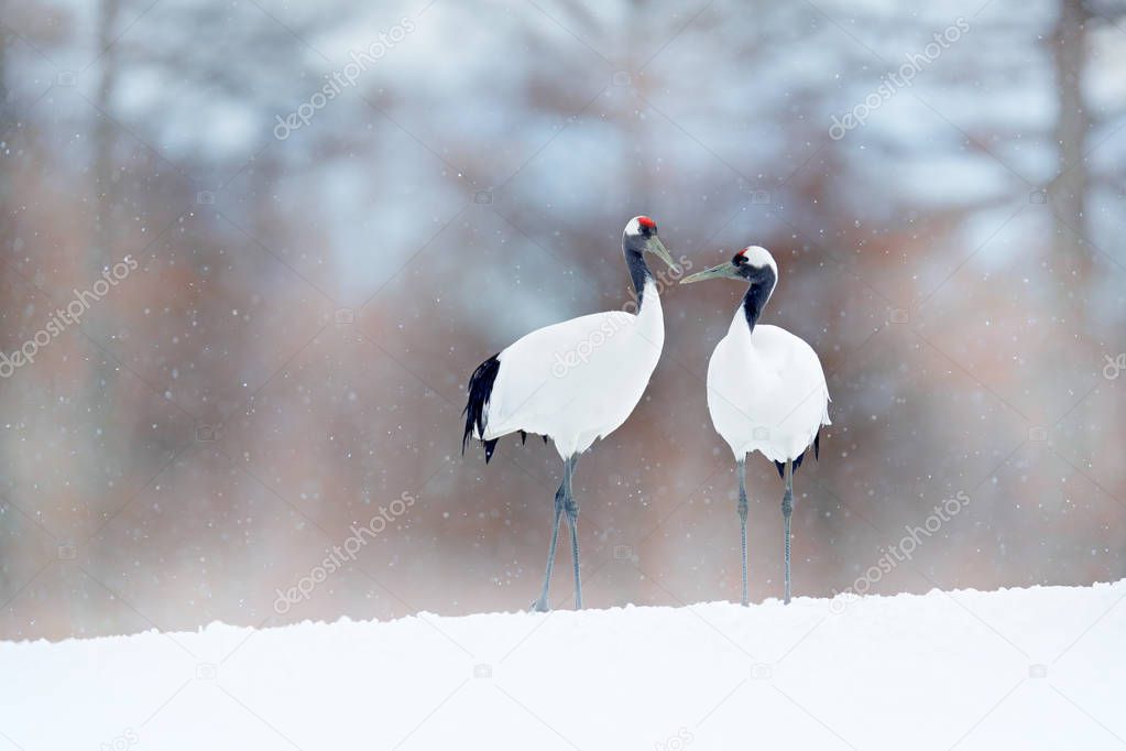 Pair of Red-crowned cranes