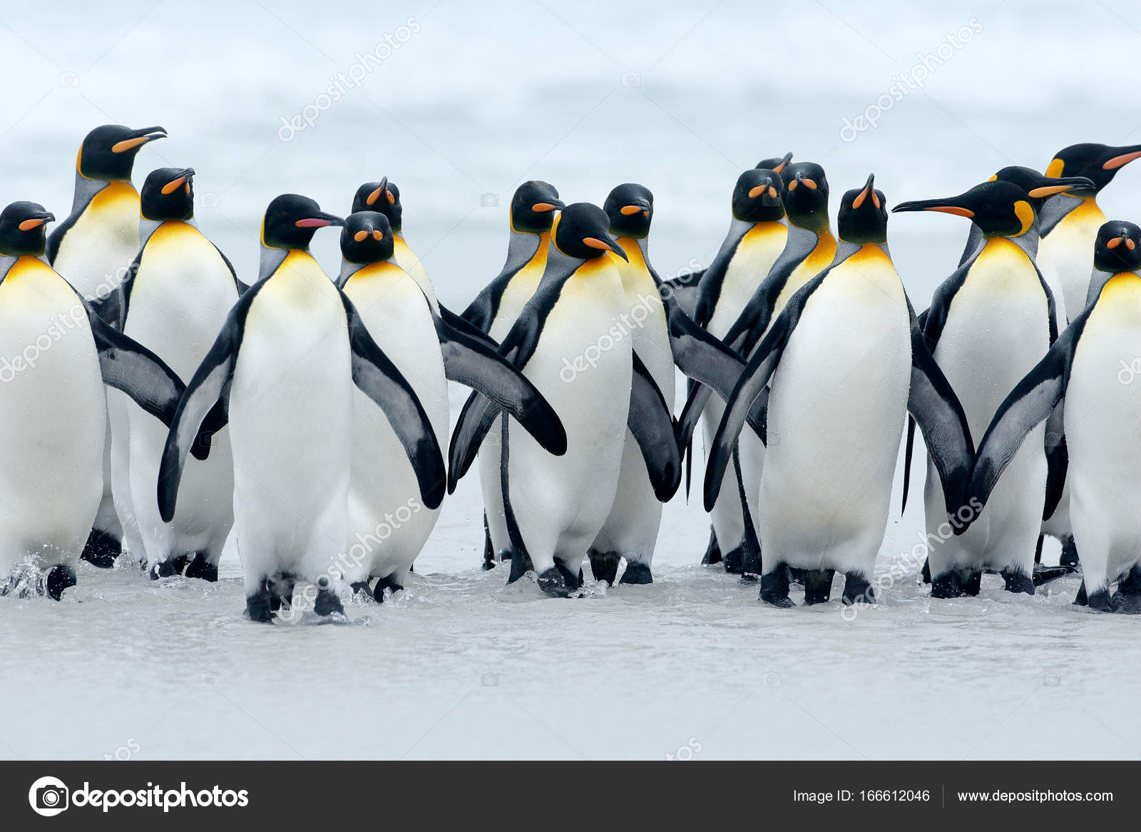 群王企鹅——图库图片© OndrejProsicky #166612046