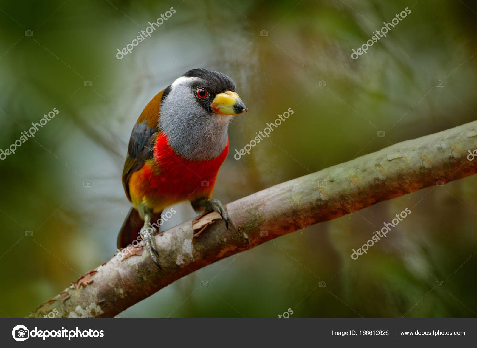 Bel Oiseau De Forêt Tropique Photographie Ondrejprosicky