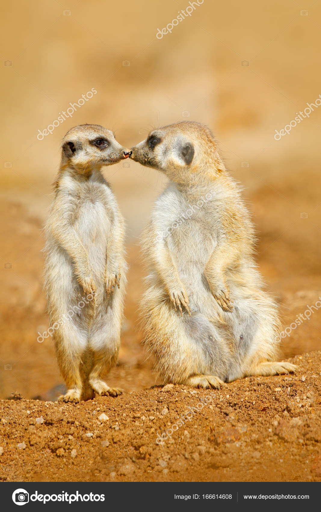Meerkat Couple Kissing Stock Photo By C Ondrejprosicky Meerkat Couple Kissing Stock Photo By C Ondrejprosicky