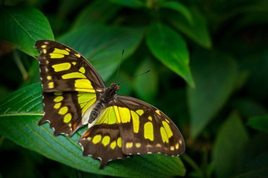 yaprak üzerinde oturan kelebek 
