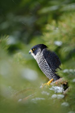 Peregrine Falcon ağaçta oturuyor