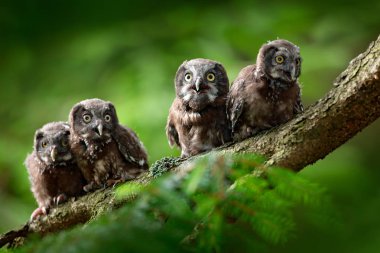 Four young boreal owls sitting clipart