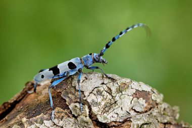 Beautiful blue insect in nature 