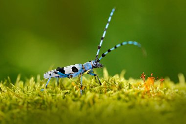 Blue insect on grass clipart