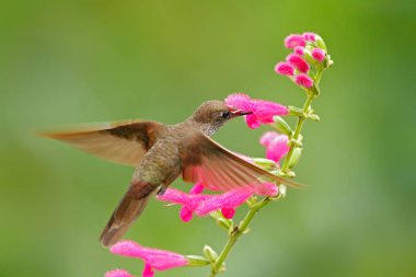 Pembe çiçekli güzel kuş.