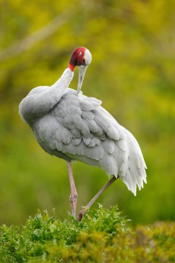 Sarus Crane Grus antigon