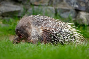 Philippine Indonesian or Palawan porcupine clipart