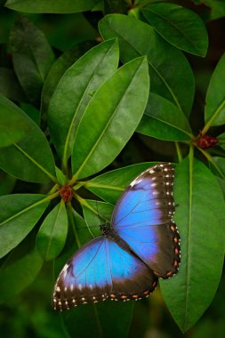 Blue butterfly Morpho peleides clipart