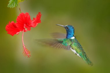 Hummingbird with red flower clipart