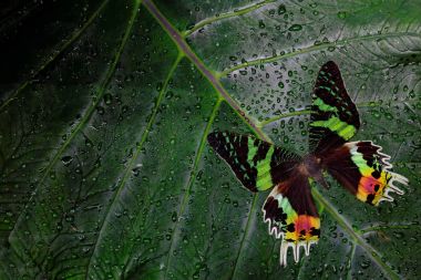 Madagaskar güzel yeşil ve siyah kelebek