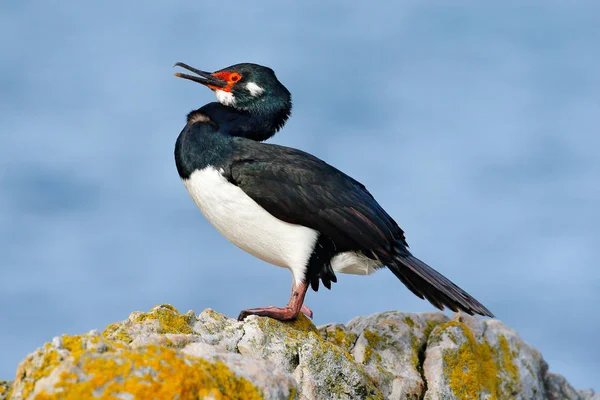 Deniz taş üzerine oturan kuş — Stok fotoğraf