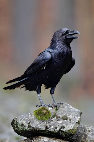 Raven sitting on stone — Stock Photo, Image