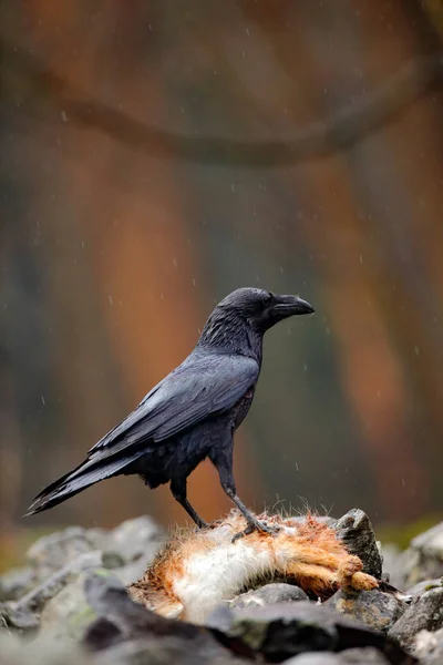 Raven z martwych fox — Zdjęcie stockowe