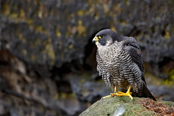 Falco pellegrino nell'habitat naturale — Foto Stock