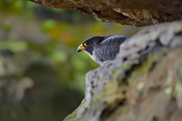 Falco pellegrino nell'habitat naturale — Foto Stock