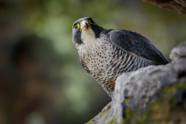 Peregrine Falcon в естественной среде обитания — стоковое фото