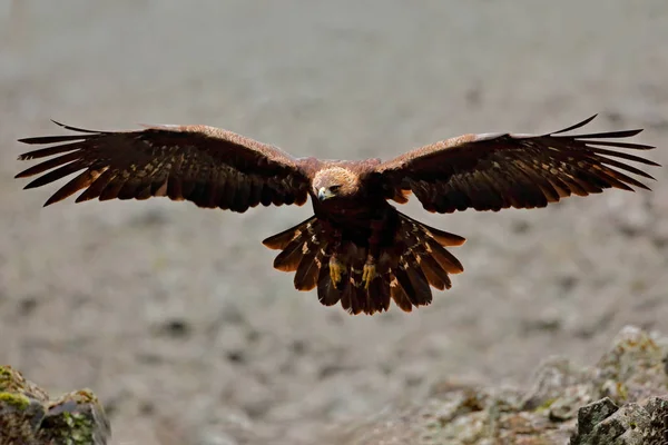 Flying eagle in rocky mountain — Stock Photo, Image