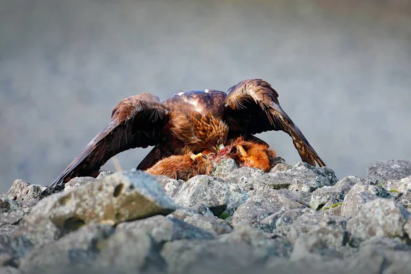 록 키 산에 먹이 조류. — 스톡 사진