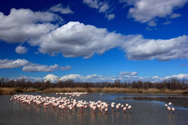 Flamingi w siedlisku natura — Zdjęcie stockowe