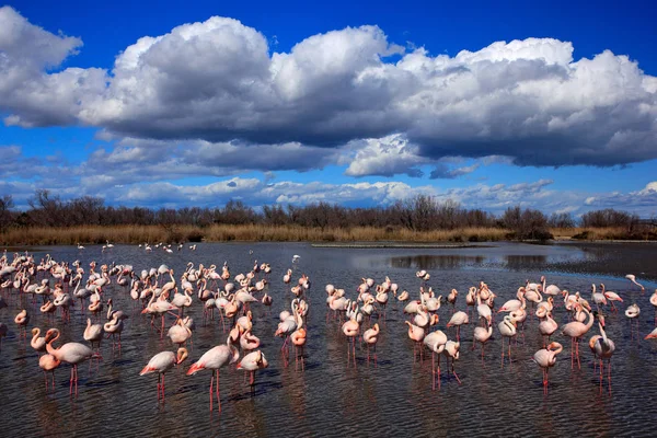 Flock of nice pink big flamingos