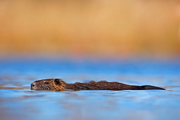 Nutrie, koupání v jezeře — Stock fotografie