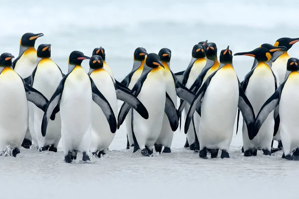 Groep voor koning Penguins — Stockfoto