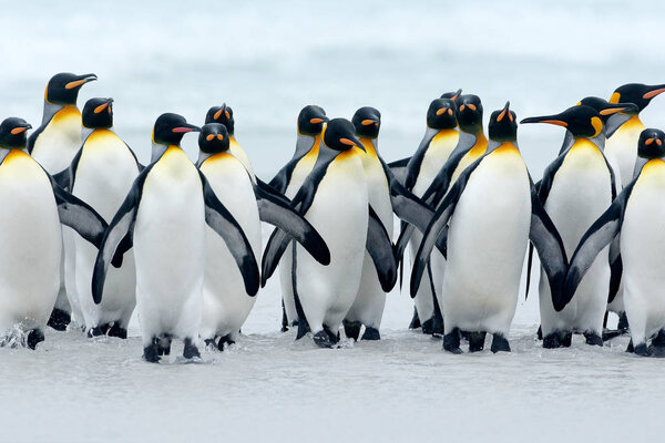 Group of king penguins coming back together from sea to beach, Volunteer Point, Falkland Islands.