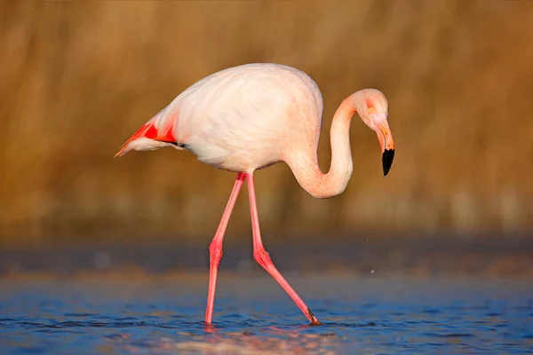 Güzel pembe flamingo — Stok fotoğraf