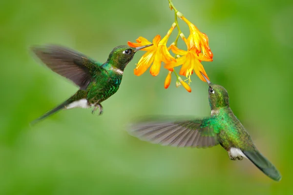 Dwa loty kolibrów — Zdjęcie stockowe