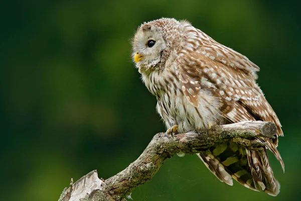 Owl sitting on tree branch — Stock Photo, Image
