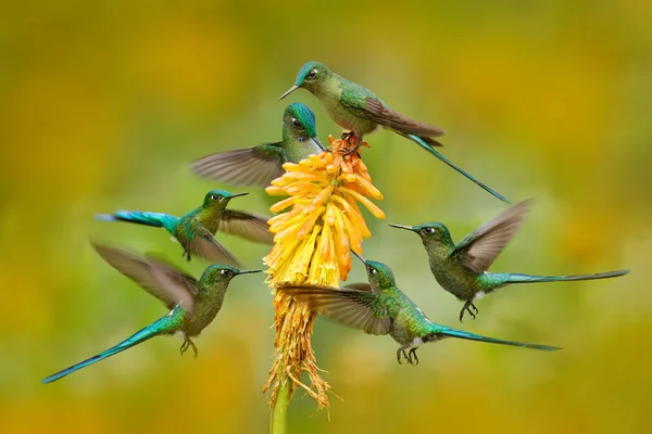 Seis pájaros alrededor de flor naranja . — Foto de Stock